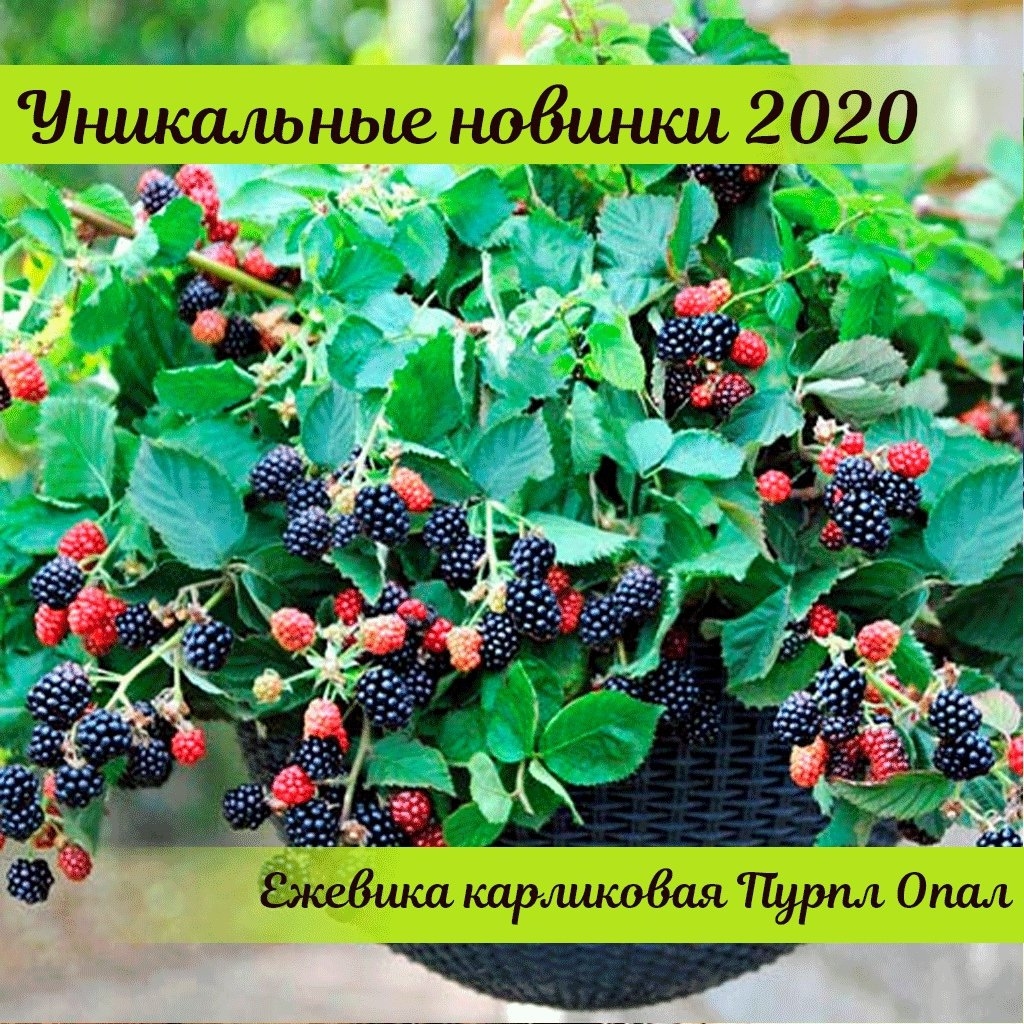 gardenmart24.ru в LOOKY — фото 3