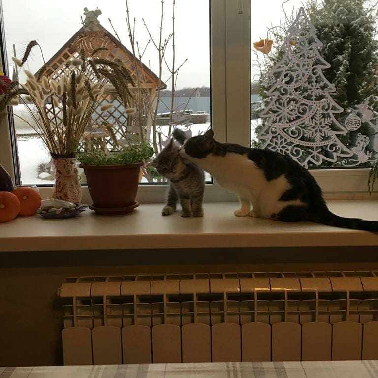 oven.81 в LOOKY. . Пятый член семьи )))
