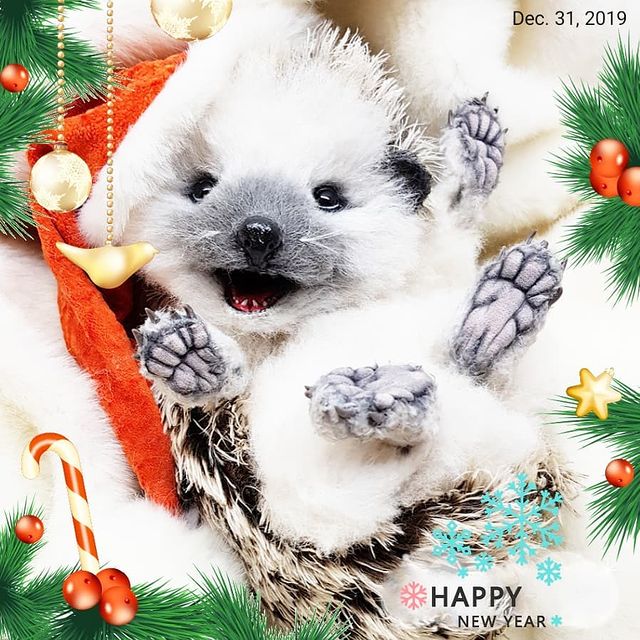tanya_lisa_ в LOOKY. . 🥳 Поздравляю всех с...