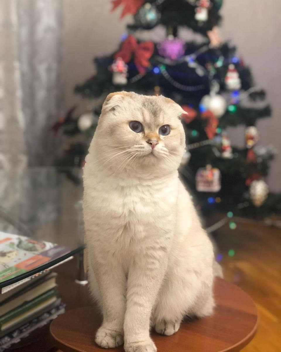 ___lucky__cat___ в LOOKY — Мурррвет, друзья!♥️ Поздравляю всех с самым волшебным праздн