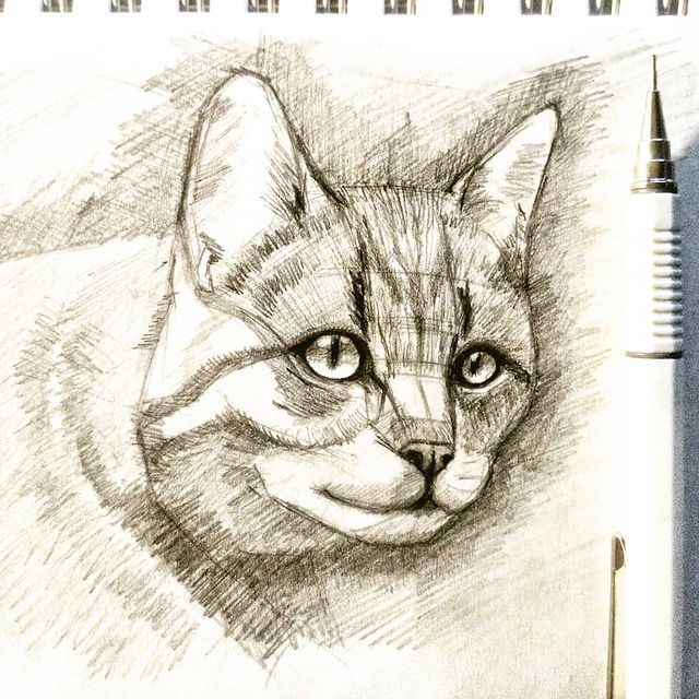 callileo75 в LOOKY. #leo75рисует,#чбграфика,#рисуноккарандашом,#коткарандашом,#рисуюкота,#catdrawing,#drawingcat,#drawingcats,#33котаleo. Вот чем заняться 2-г...