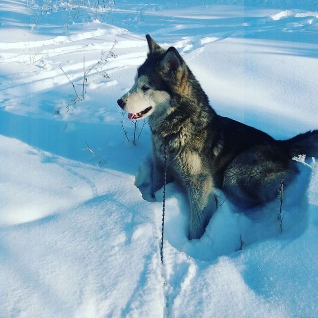 _galinapotapova_ в LOOKY. . Я не подарок,  я сюр...