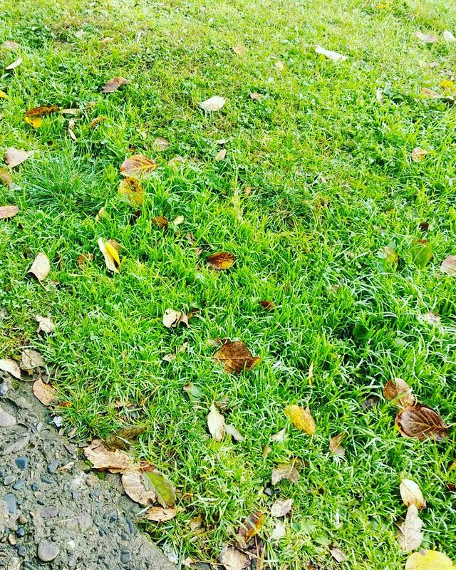 ulyanka.kari в LOOKY. . Осени пост🍁🍂🍃