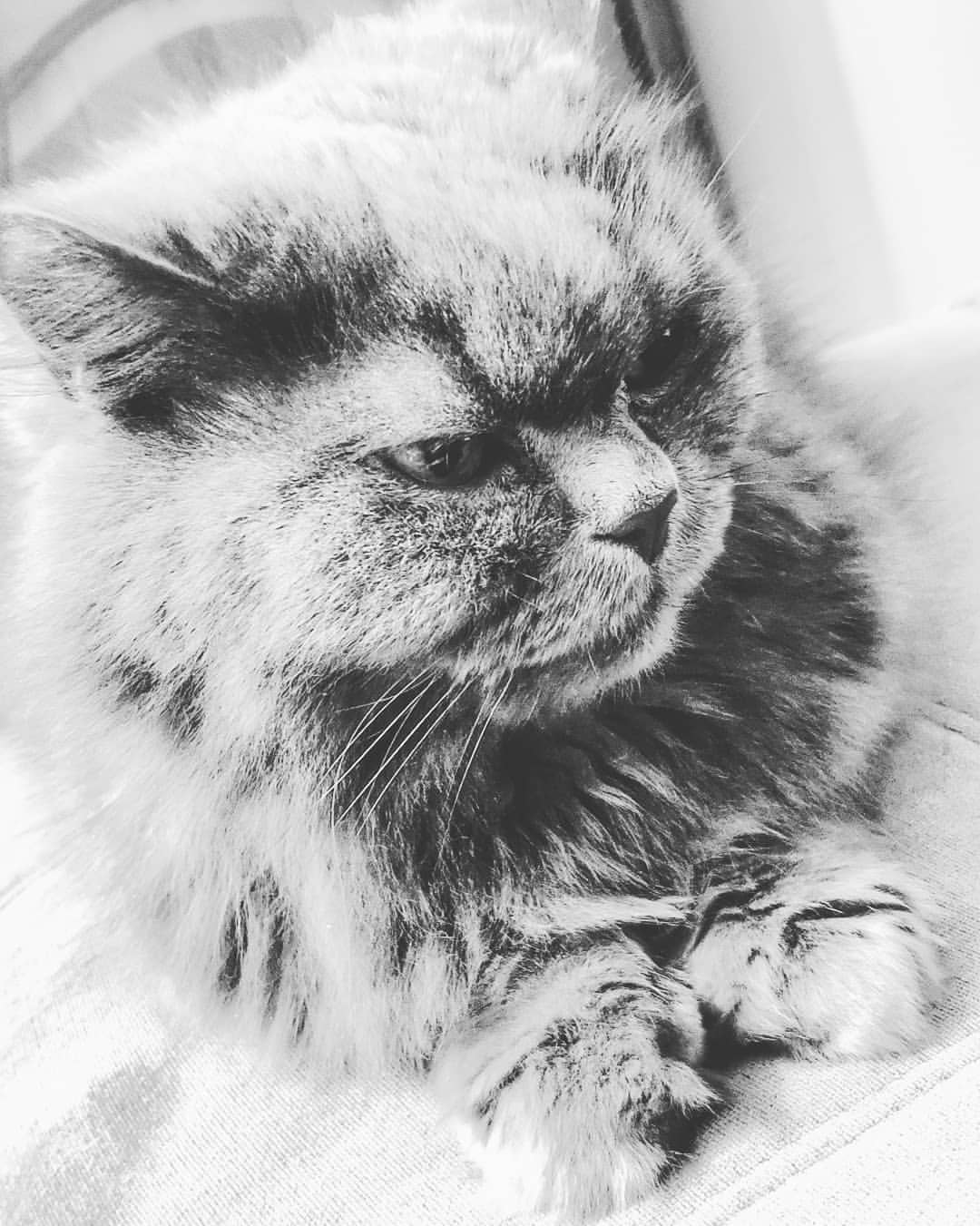 ivan.photo_nvkz в LOOKY — #xiaomi #mix3 #mycat