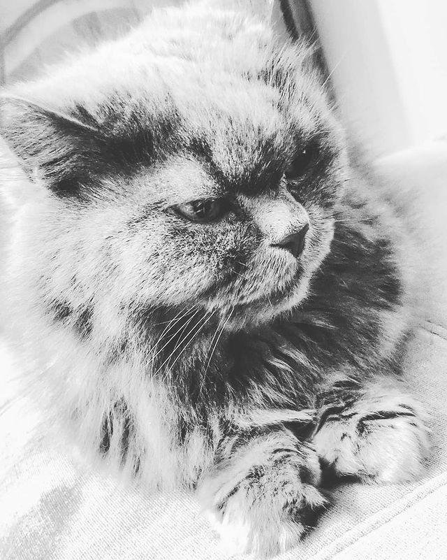 ivan.photo_nvkz в LOOKY. #xiaomi,#mix3,#mycat. #xiaomi #mix3 #mycat