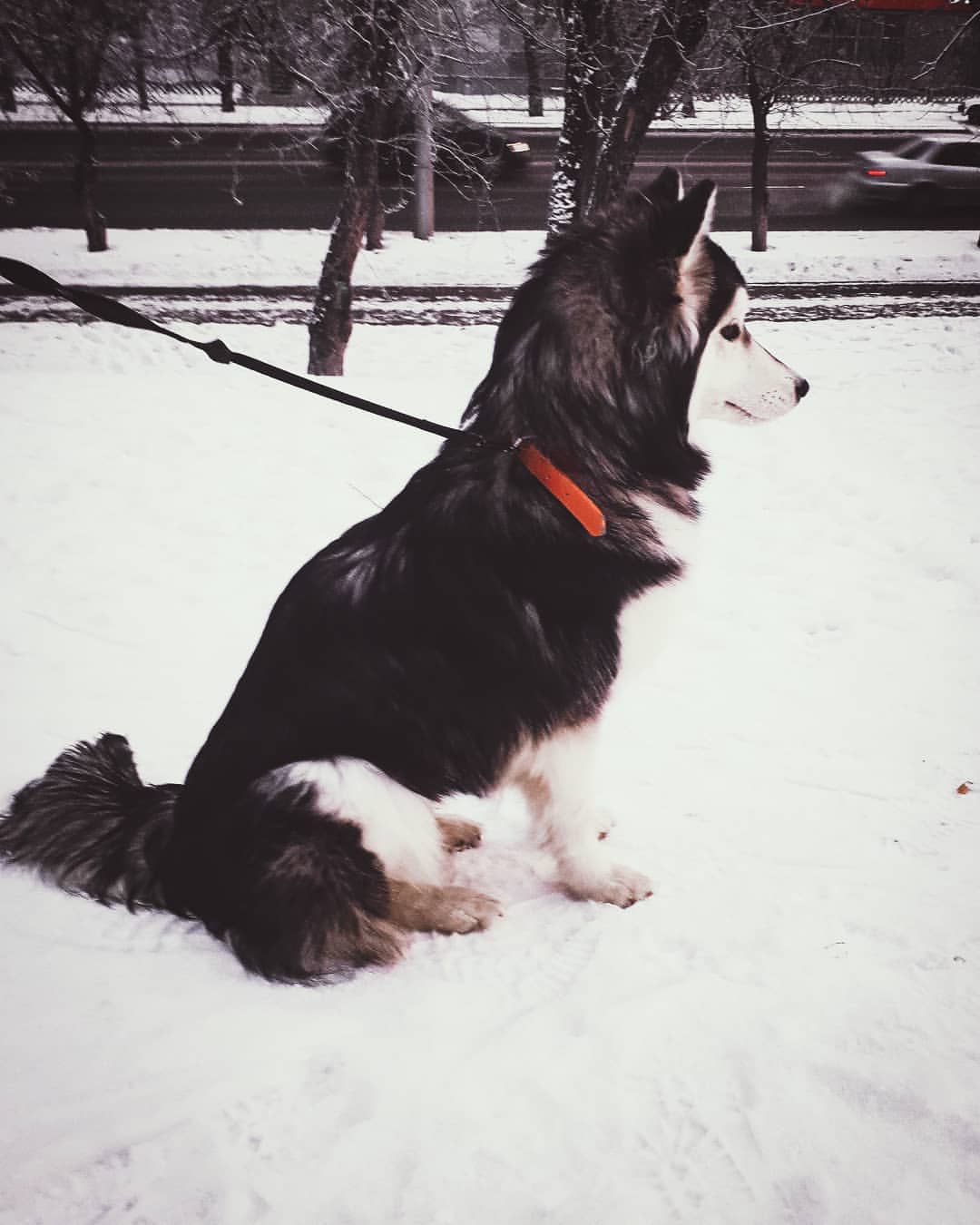 nasyadutova in LOOKY. #пес,#dog,#mydog,#my_dog,#krsk,#krasnoyarsk,#huskylife,#beatiful,#huskylove,#цвет,#фото,#нос,#хаски,#husky,#haski,#хась,#haskylove,#photooftheday,#лиса,#white,#husk,#husky,#Лиса. Лиса😍
.
.
.
.
.
.
....