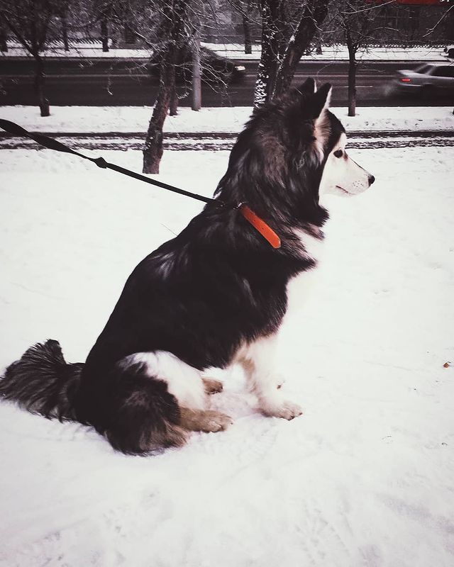 nasyadutova в LOOKY. #пес,#dog,#mydog,#my_dog,#krsk,#krasnoyarsk,#huskylife,#beatiful,#huskylove,#цвет,#фото,#нос,#хаски,#husky,#haski,#хась,#haskylove,#photooftheday,#лиса,#white,#husk,#husky,#Лиса. Лиса😍
.
.
.
.
.
.
....