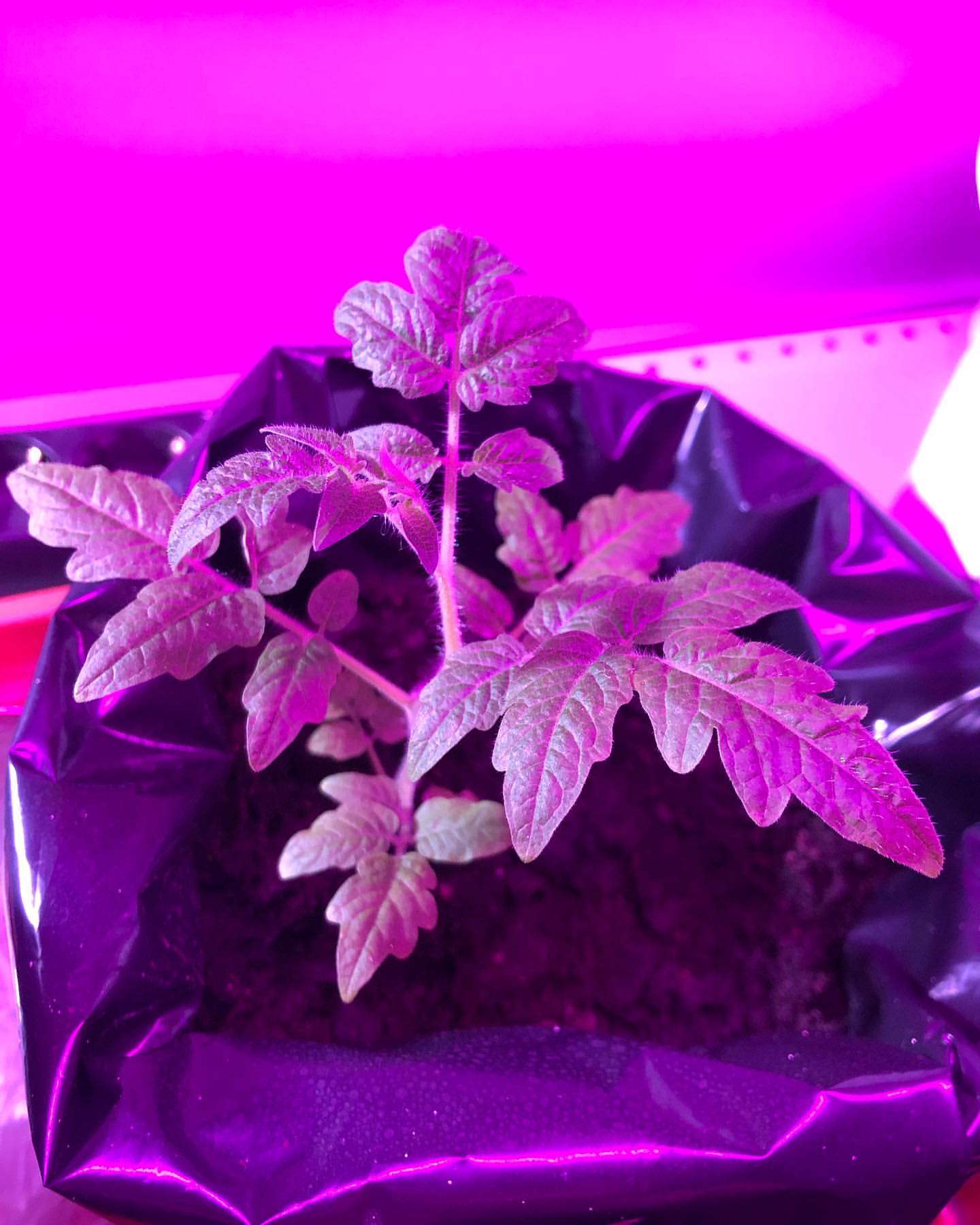 _garden_dream_ в LOOKY — фото 5