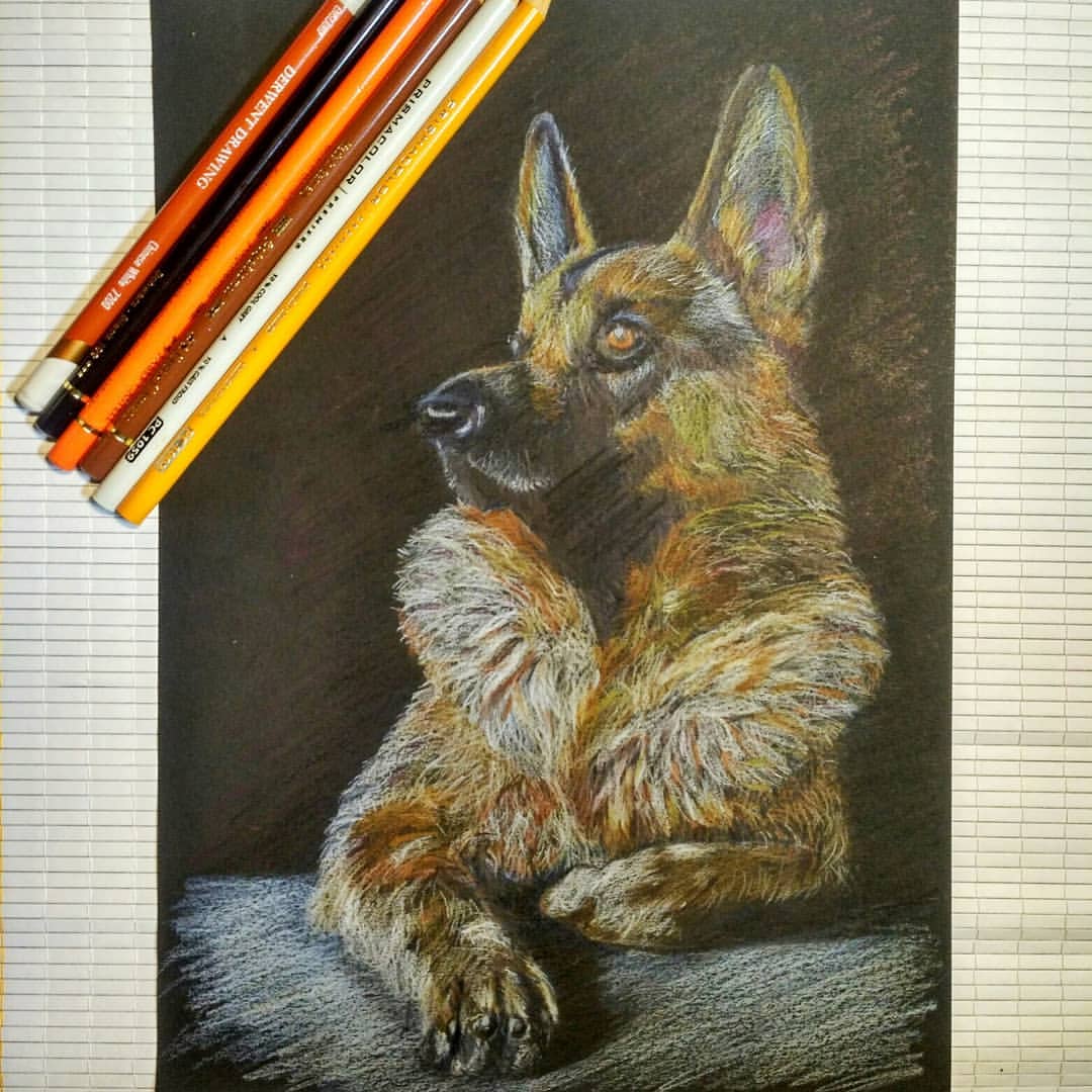 callileo75 in LOOKY. #kawecohund.,#leo75рисует,#анималистика,#sadipal,#prismacolor,#fabercastellpolychromos,#portraitofdog,#рисуюсобак,#цветныекарандаши,#colorpencil,#drawingdog,#drawingdogs,#germanshepherddog. Овчарка на конкурс о...