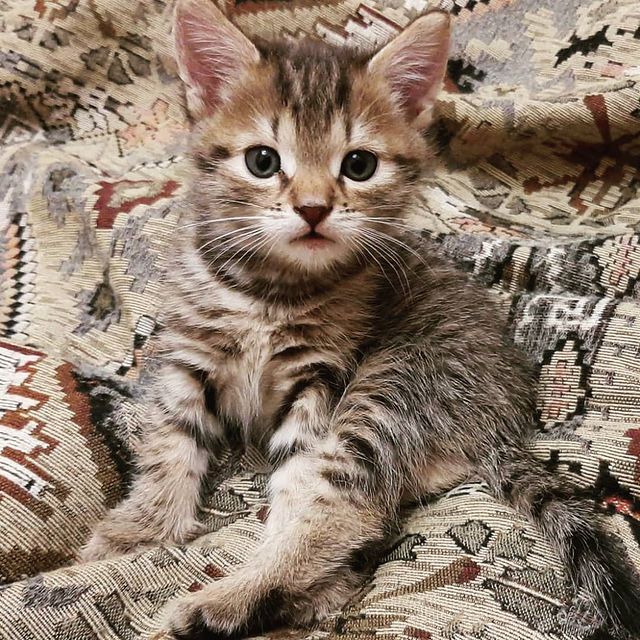 animus_vet в LOOKY. #котенок,#котики,#малыш. Новый житель❣️
#коте...