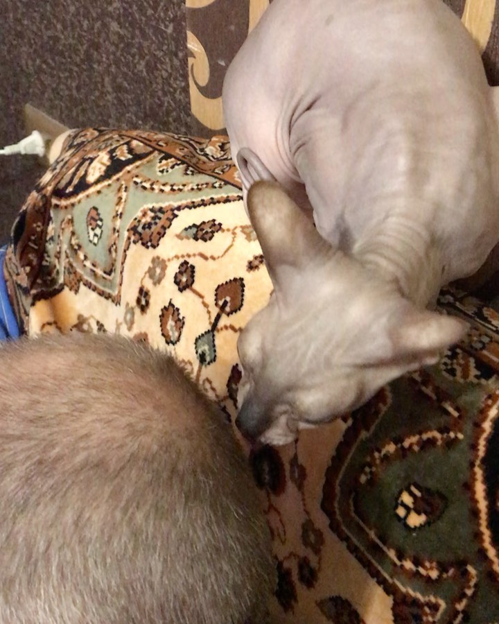xxofa_x in LOOKY. #sphinx. Bath Procedures🛁 #s...