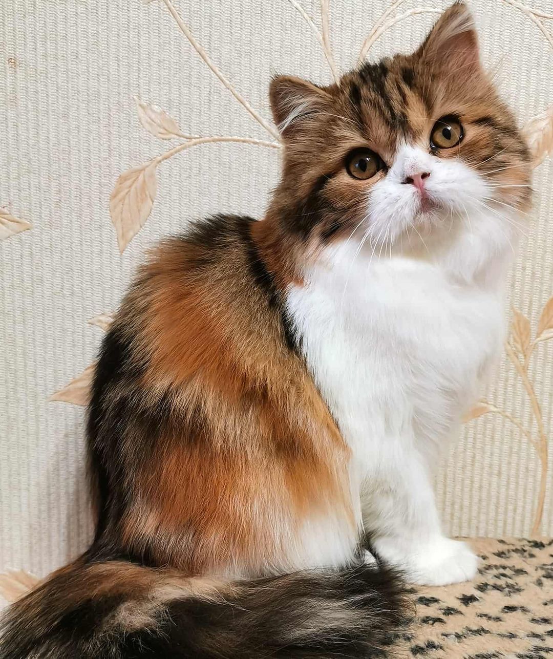 kittens_scottishfold_longhair в LOOKY — фото 3