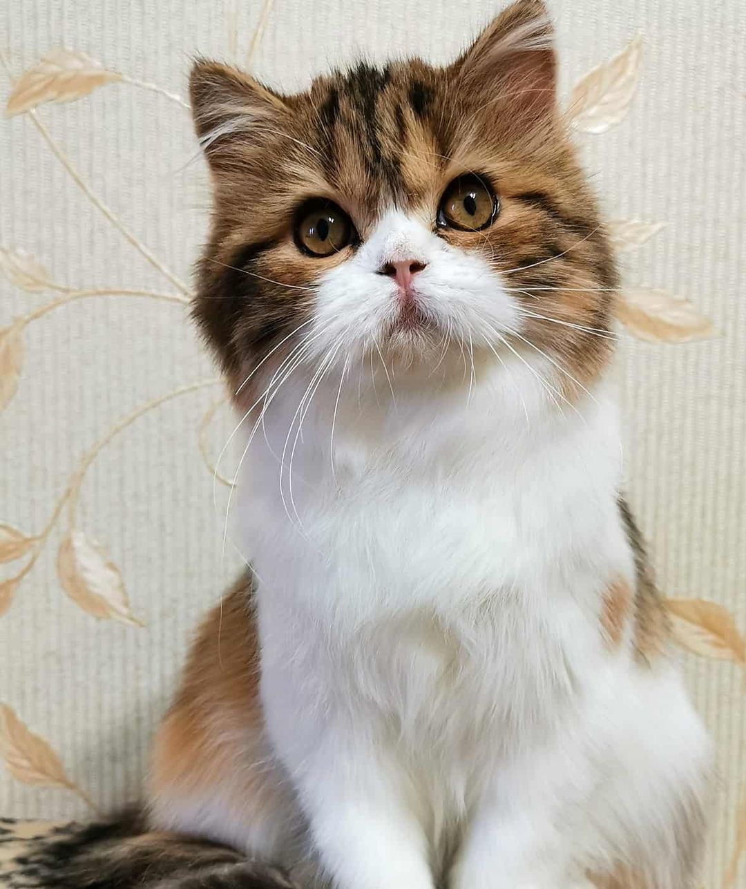 kittens_scottishfold_longhair в LOOKY — фото 4