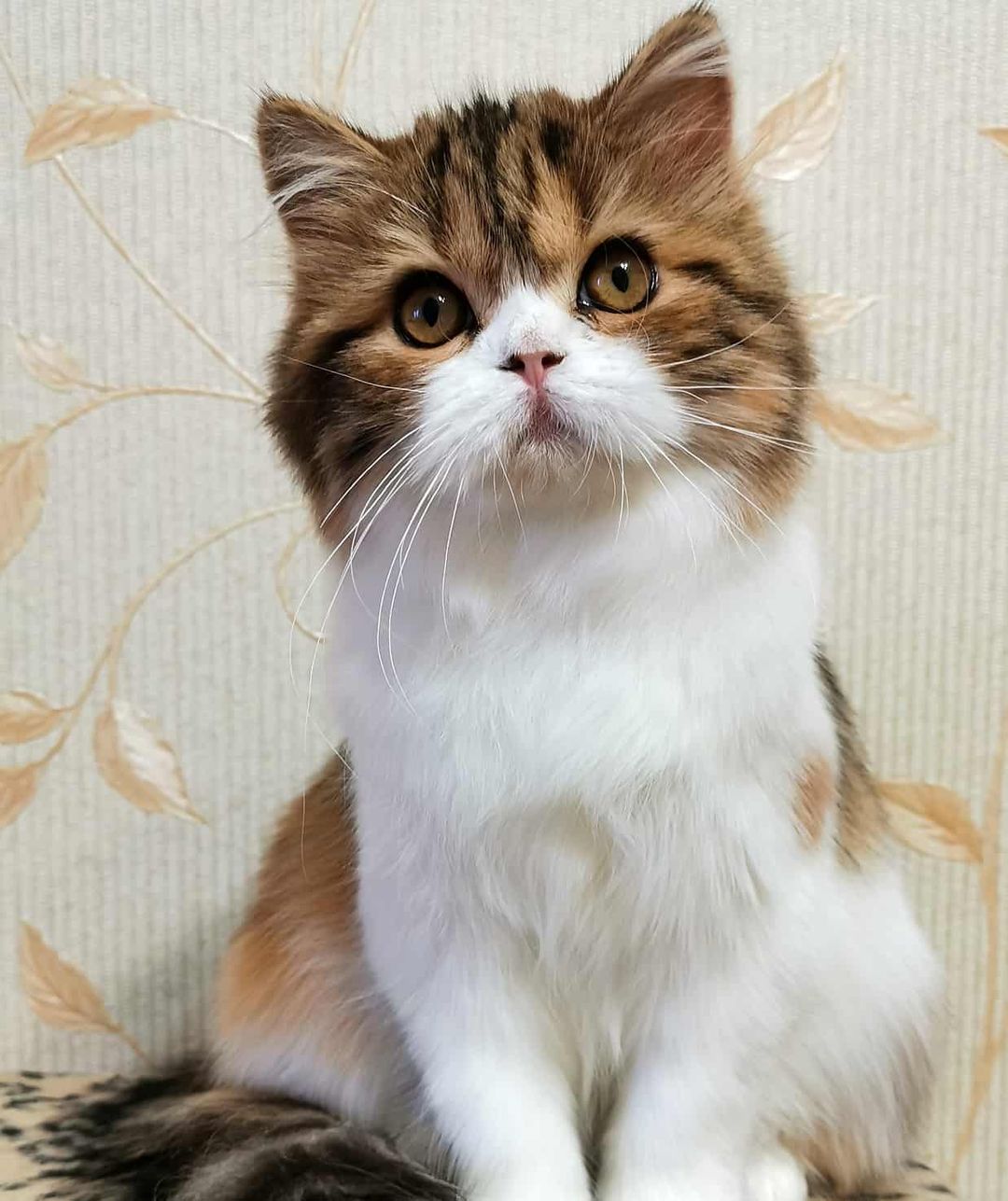 kittens_scottishfold_longhair в LOOKY — фото 2