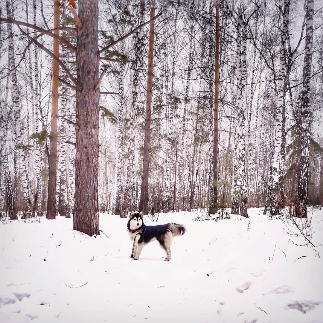 nasyadutova in LOOKY. #пес,#dog,#mydog,#my_dog,#krsk,#krasnoyarsk,#huskylife,#beatiful,#huskylove,#цвет,#фото,#нос,#хаски,#husky,#haski,#хась,#haskylove,#photooftheday,#лиса,#white,#husk,#husky,#Лиса. .
.
.
.
.
.
.
.
.
#с...