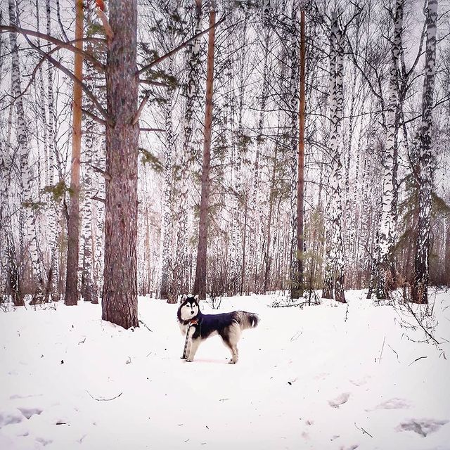 nasyadutova в LOOKY. #пес,#dog,#mydog,#my_dog,#krsk,#krasnoyarsk,#huskylife,#beatiful,#huskylove,#цвет,#фото,#нос,#хаски,#husky,#haski,#хась,#haskylove,#photooftheday,#лиса,#white,#husk,#husky,#Лиса. .
.
.
.
.
.
.
.
.
#с...