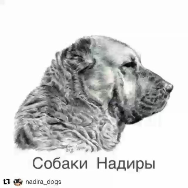 lopuhova_as в LOOKY. #Repost,#алабай,#среднеазиатскаяовчарка,#собакаищетдом,#собакадругчеловека. 💖
#Repost @nadira_d...