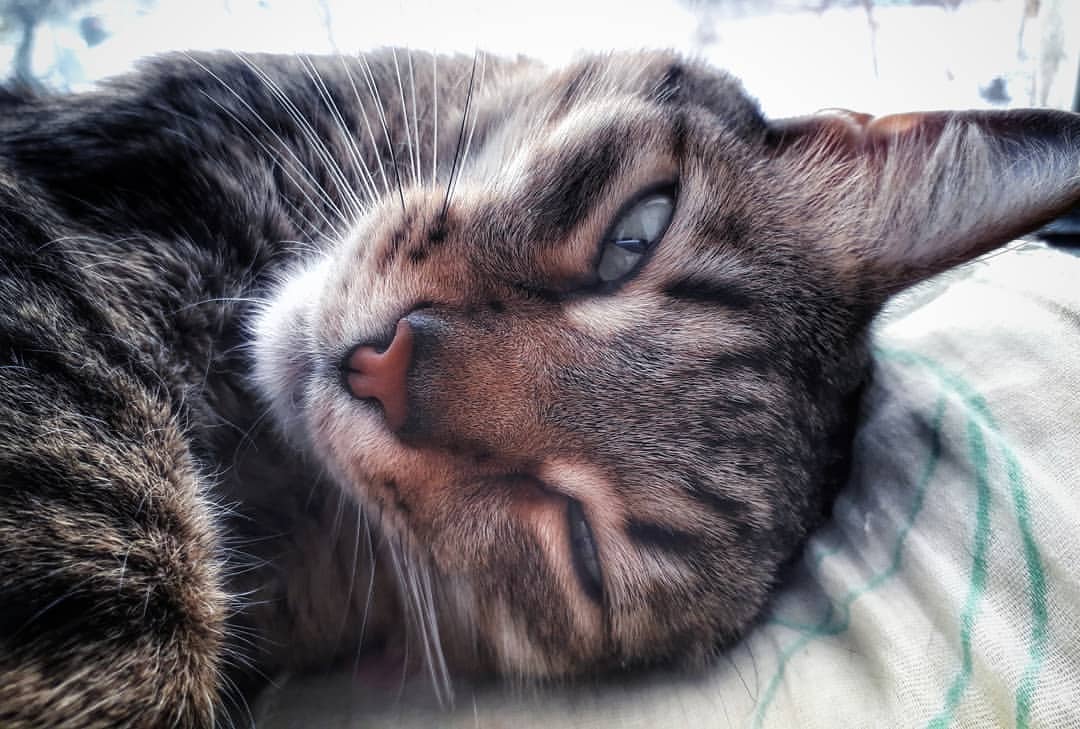 nasyadutova in LOOKY. #cats,#catsofinstagram,#instant,#catsagram,#catoftheday,#catlovers,#kittylove,#pet,#kitten,#кот,#кошка,#котецка,#котенок,#киса,#любовь,#счастье,#love,#happiness,#инстакот,#caturday,#catlove,#catwang,#catwalk,#kitty,#kitties. .
.
.
.
.
.
.
.
.
.
...