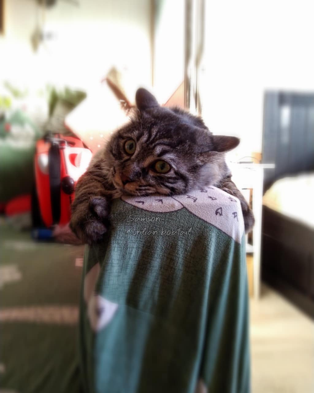 samson_and_barrymore.bobtails в LOOKY — фото 7