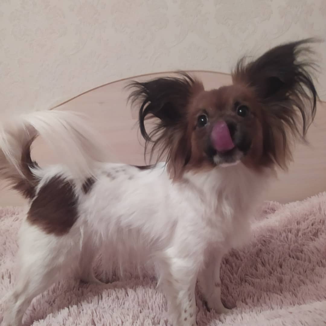 love_my_papillon в LOOKY — фото 2