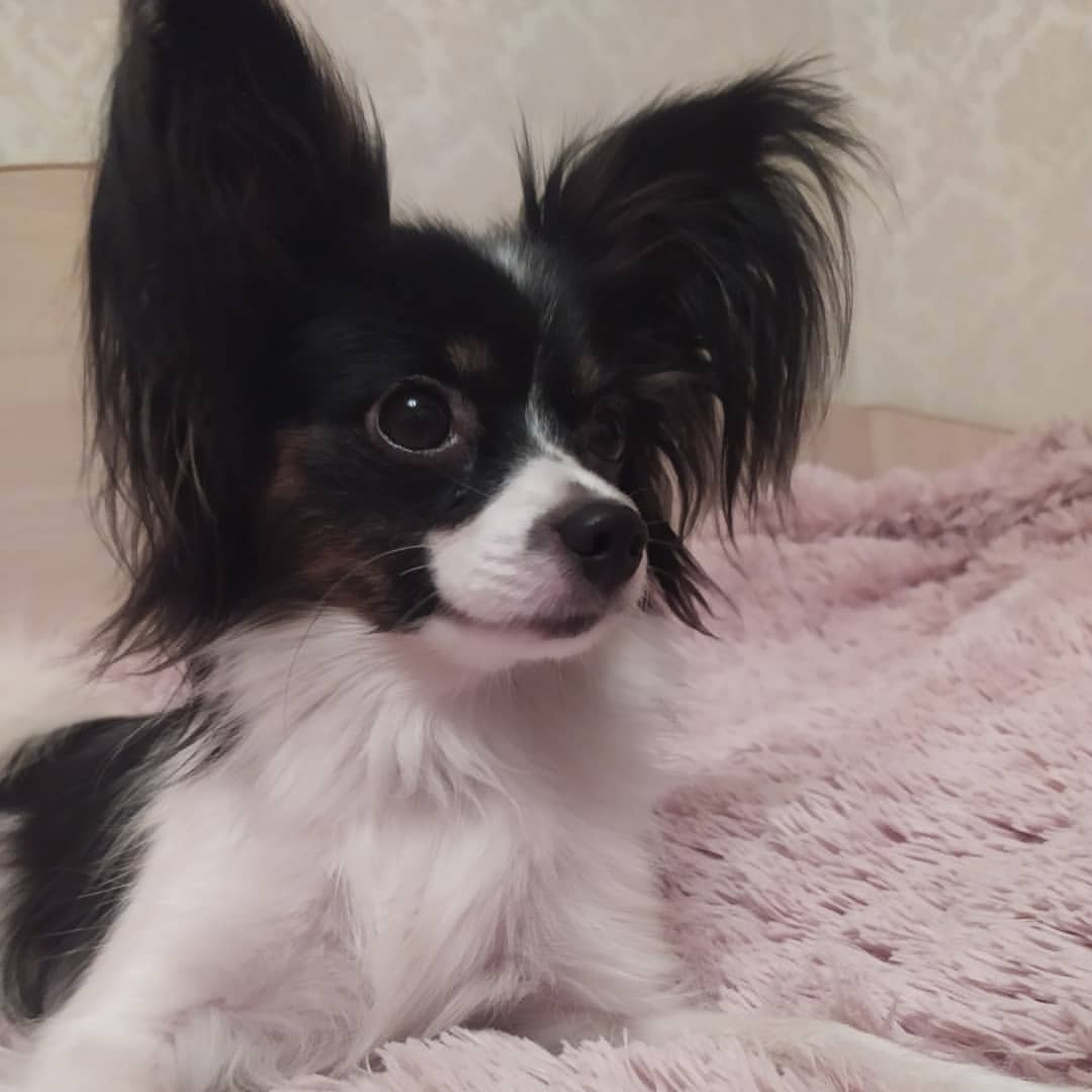 love_my_papillon в LOOKY — фото 2