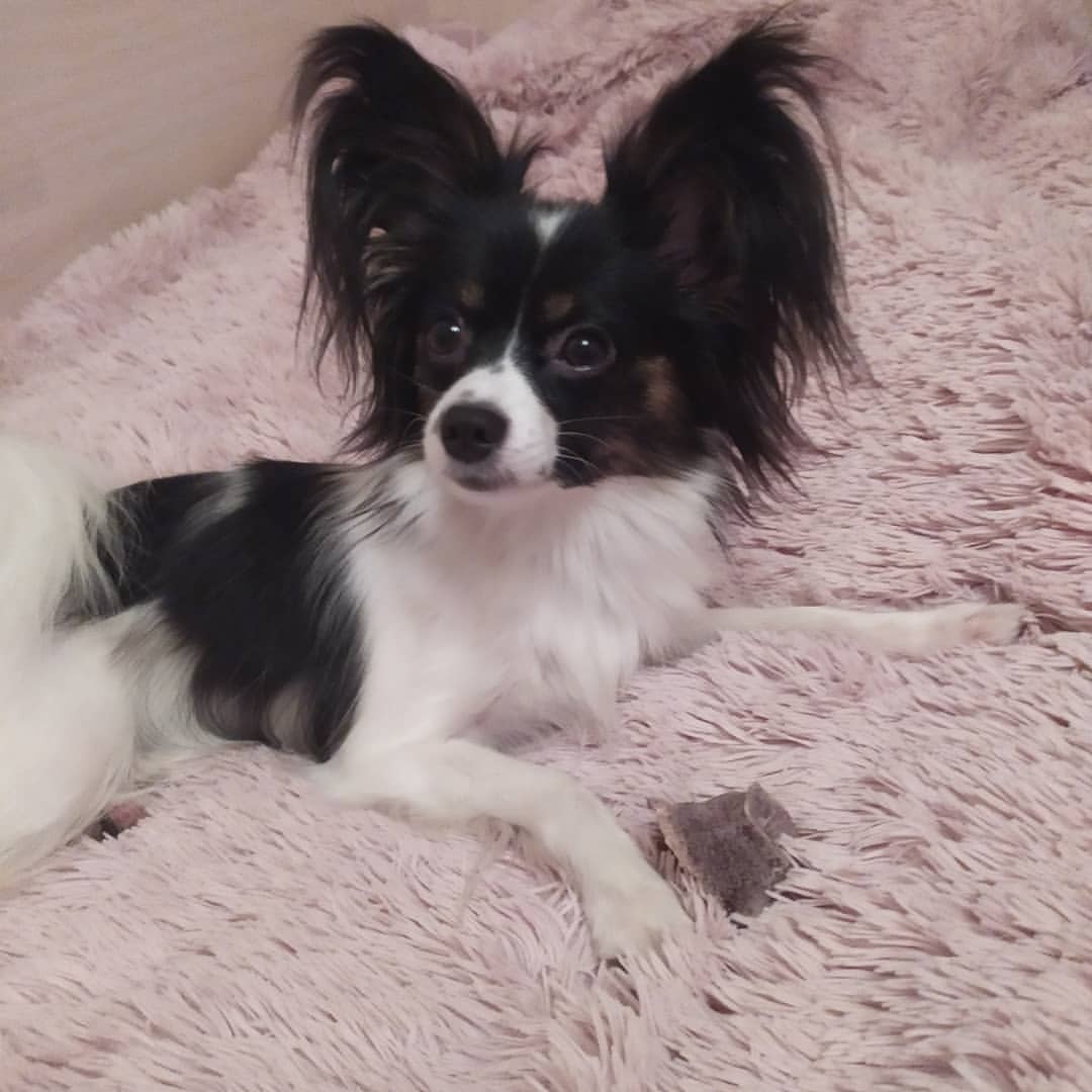 love_my_papillon в LOOKY — фото 3