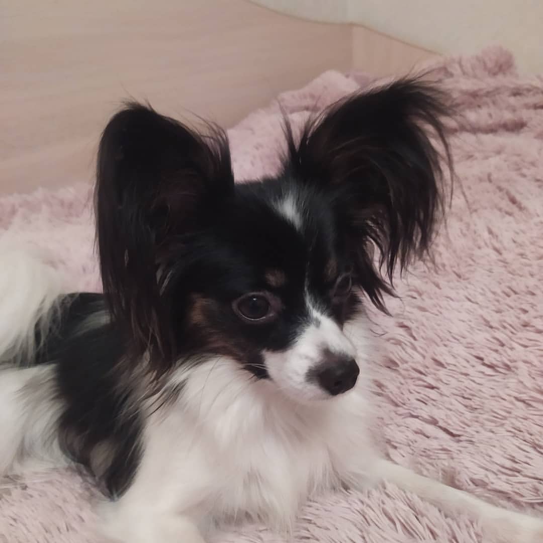 love_my_papillon в LOOKY — фото 4
