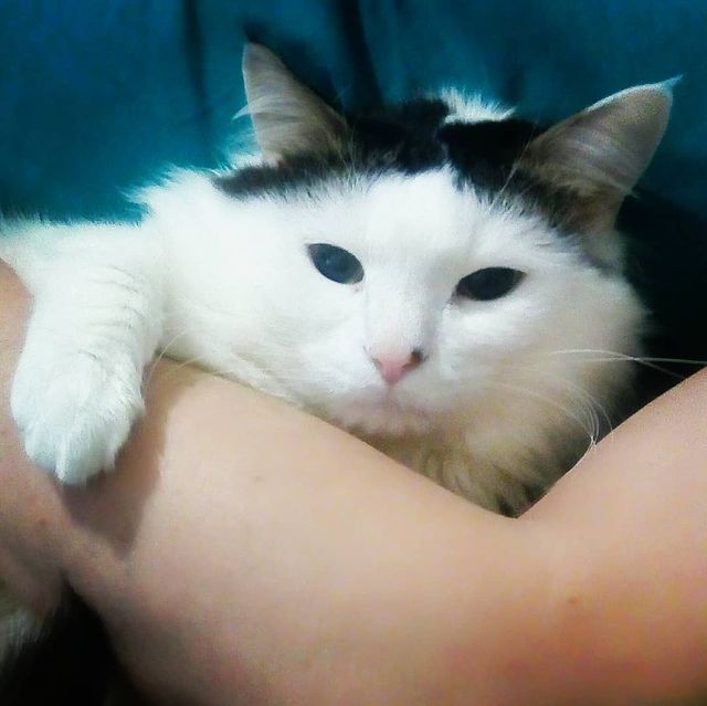 cute_marcus_cat в LOOKY. #котейка,#котик. #котейка #котик