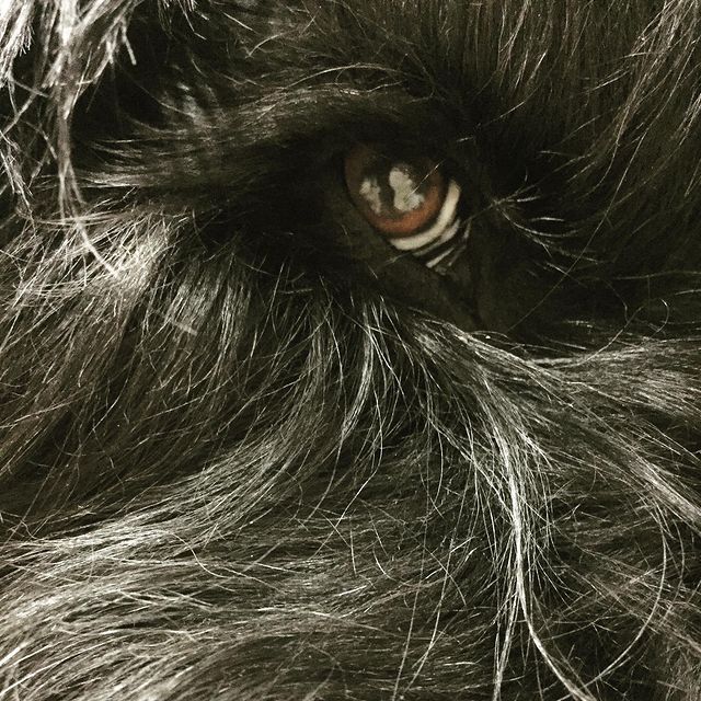 avrora_rossa в LOOKY. #blackrussianterrier,#blackrussianterriers,#русскийчерныйтерьер,#черныйтерьер,#рчт,#собакасталина,#черныйрусскийтерьер. 👁🖤#brt #blackrussi...