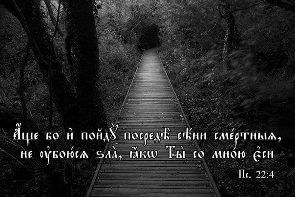 phoenix_sd1 в LOOKY. . null