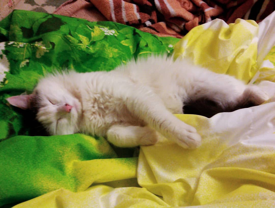 cute_marcus_cat в LOOKY — Дневной сон)