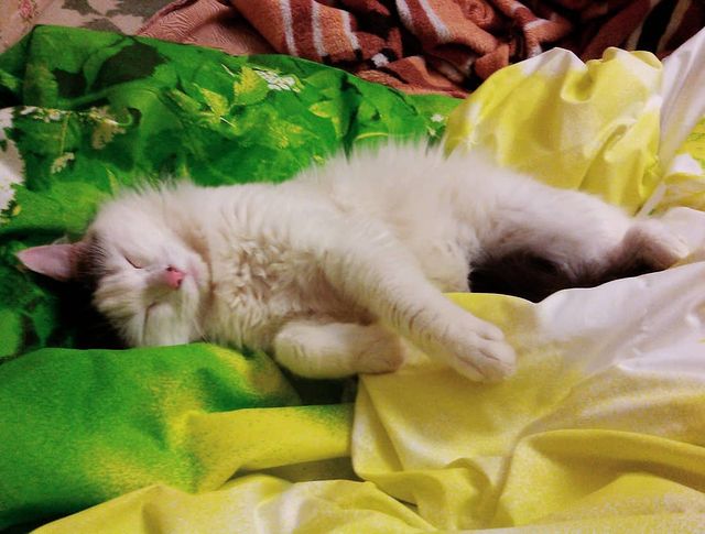 cute_marcus_cat в LOOKY. . Дневной сон)