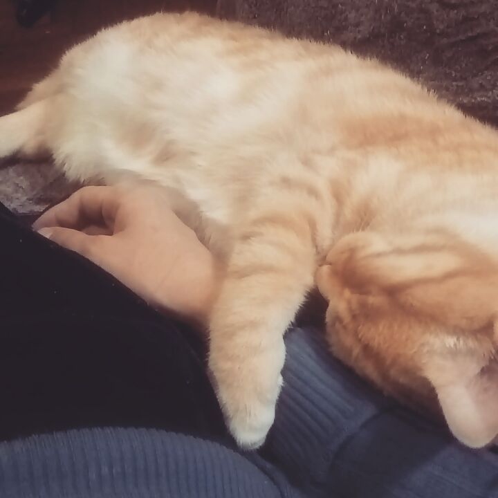 dmitry_blagodaryov в LOOKY. #cat. #cat