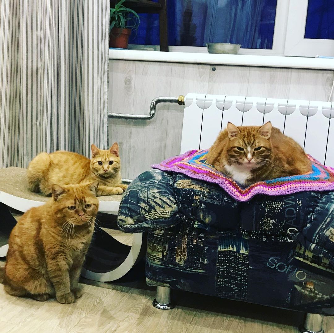 gipsophyla in LOOKY. . Семейный портрет😁
