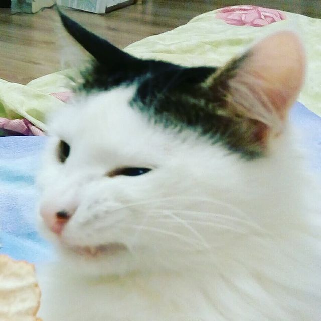 cute_marcus_cat в LOOKY. . Когда не нравится за...