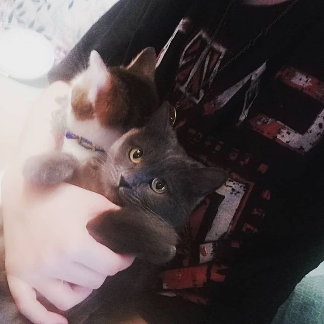 angel.devil.96 in LOOKY. . Шерстяные ублюдки. Л...