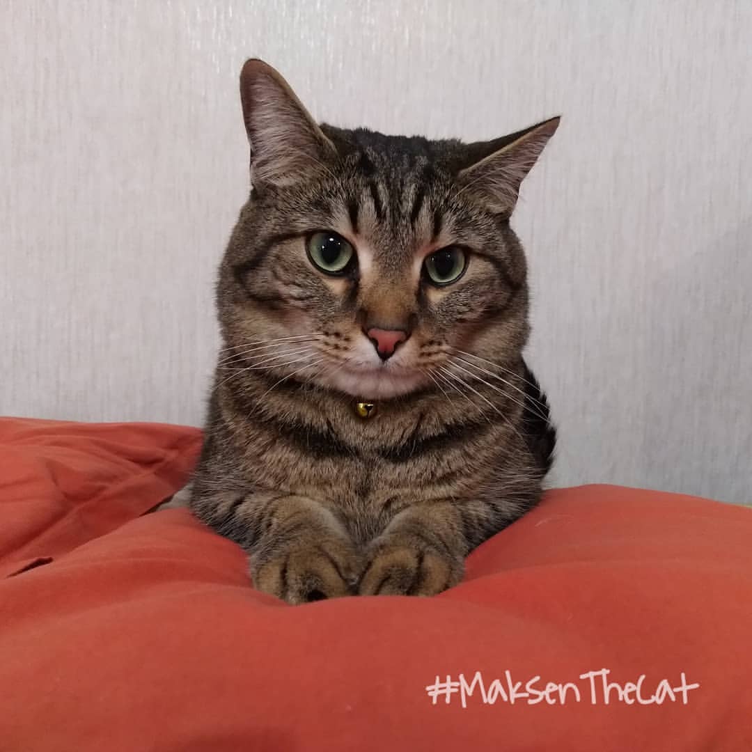 maksen_maksenych в LOOKY — Привмяу, друзья!!! Сегодня магическая дата 02.02.2020 😺 Так