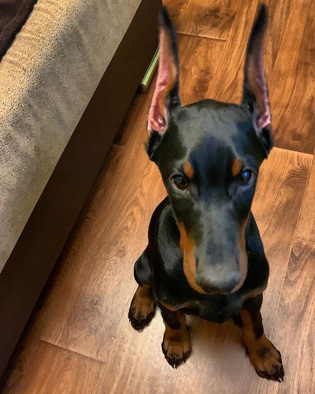 sv_vn_ в LOOKY. #доберман#арленрус#щенок#doberman#dobermaninstagram#dobermanpride. Ezio black guard #до...