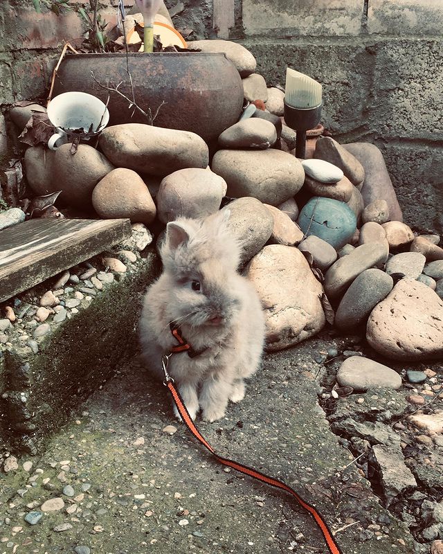 _alyainst_ в LOOKY. . 🐰❤️