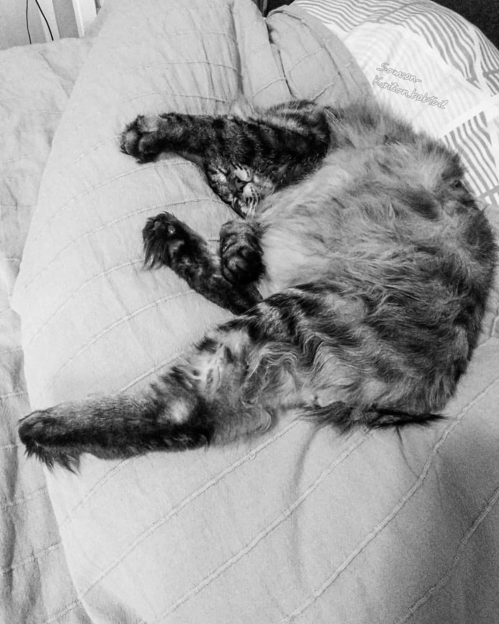 samson_and_barrymore.bobtails в LOOKY — фото 2