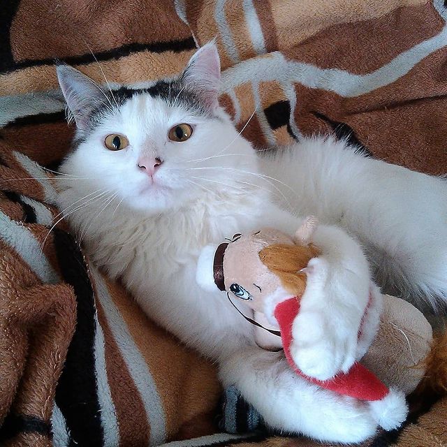 cute_marcus_cat в LOOKY. #котик,#игрушка. #котик #игрушка