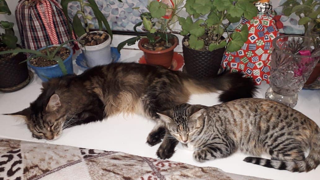 simonova_elena76 в LOOKY — #котыикошки #лучшийдруг #мейнкун #Лорик🐱 #я_люблю_котов #до