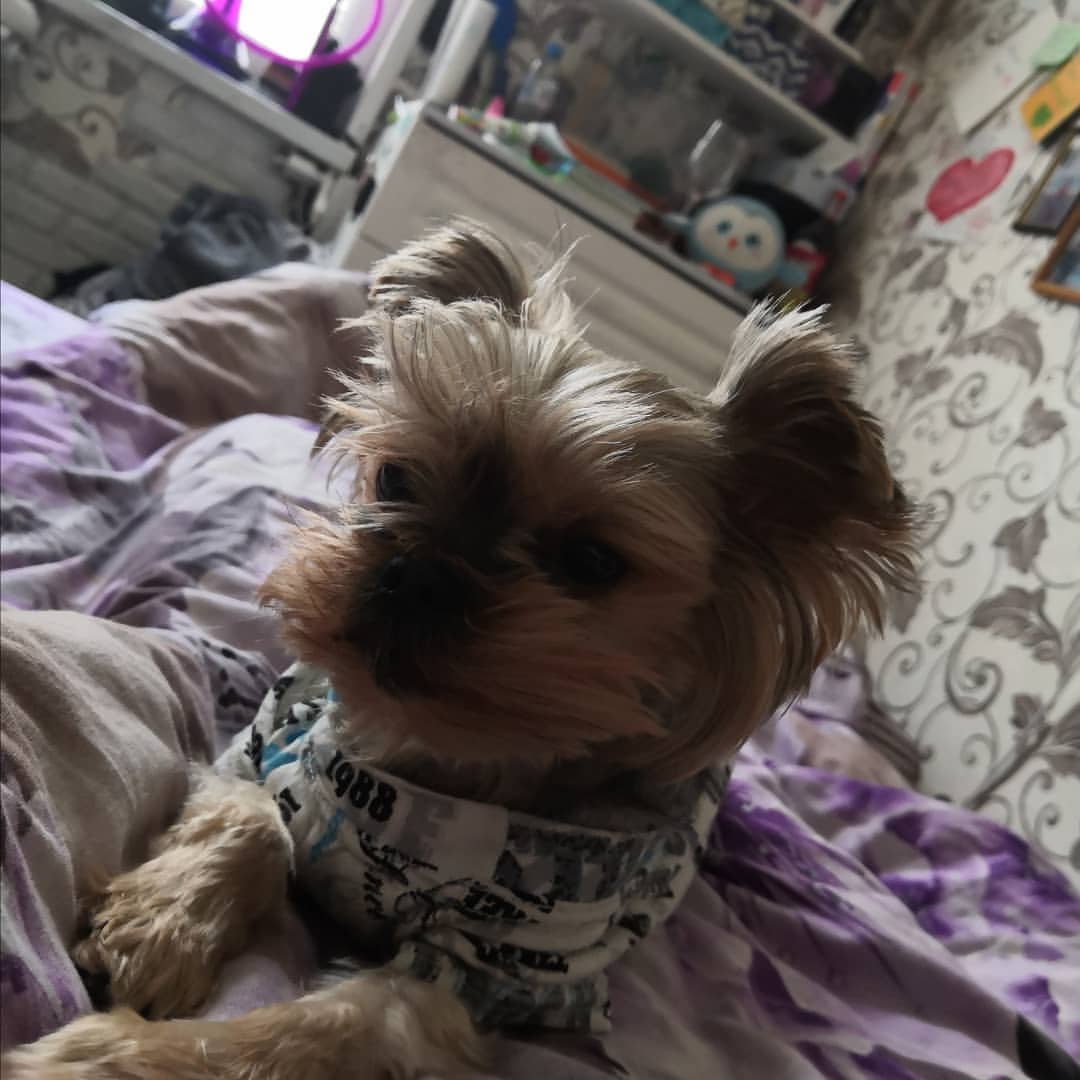 #хвостик 🐶