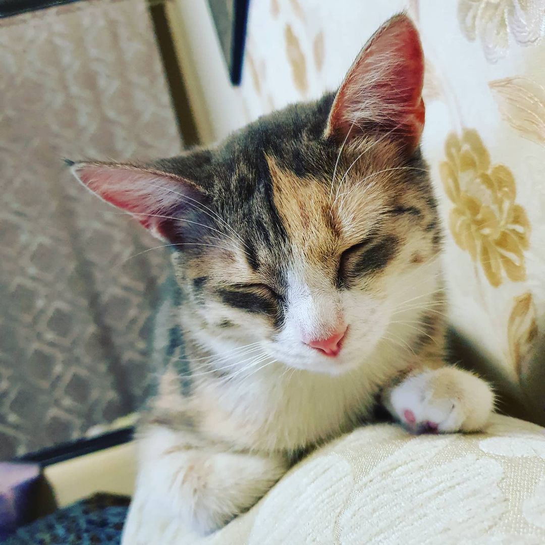 rozhdena_nebesamy в LOOKY — Моя любовь💝Моя Фрейя🐈 Я очень люблю эту девочку. Муж подоб