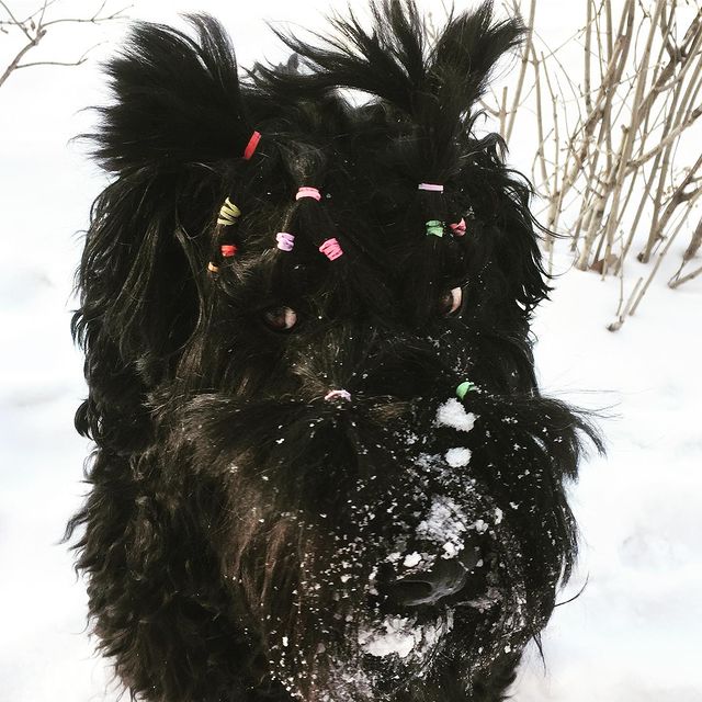 avrora_rossa в LOOKY. #blackrussianterrier,#blackrussianterriers,#русскийчерныйтерьер,#черныйрусскийтерьер,#рчт,#рчтнастоящийдруг,#собакасталина,#черныйтерьер. Во время оформления ...