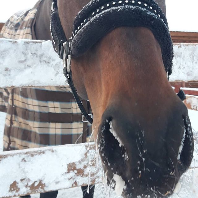anka4624 в LOOKY. . 🐎🐎🐎🐎