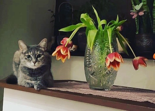 _lyubavina_ в LOOKY — Любят женщины цветы 💐)))