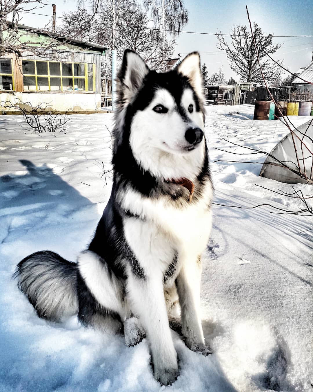 nasyadutova in LOOKY. #mydog,#my_dog,#krasnoyarsk,#huskylife,#beatiful,#huskylove,#хаски,#husky,#haski,#хась,#haskylove,#photooftheday,#white,#husk,#собака,#russia,#travel,#россия,#siberianhusky,#nature,#dogs,#photo,#puppy,#природа,#photooftheday,#beautiful,#отдых,#instagram,#likeforlikes. .
.
.
.
.
.
.
.
.
#d...