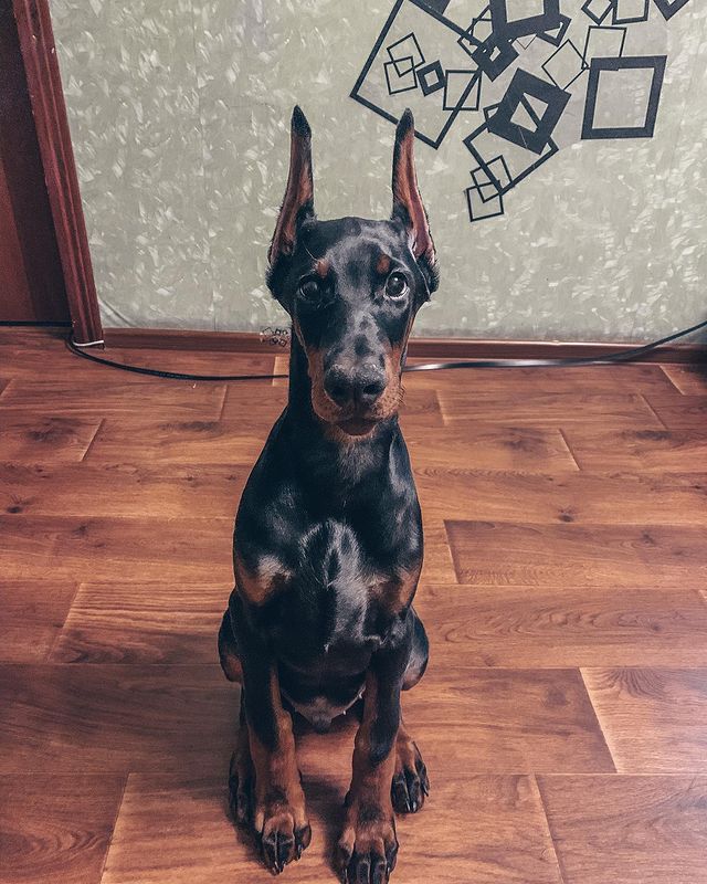 sv_vn_ в LOOKY. #доберман#добермания#братан#doberman#dobermanpride#arlenrus. #доберман#добермания...
