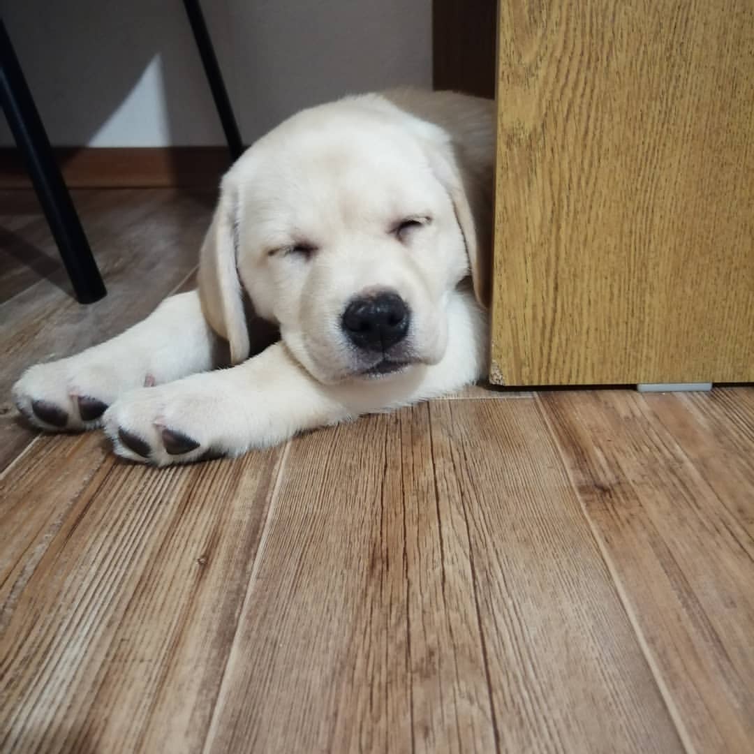 Фиби  Fillari Ophelia #fillari_labradors